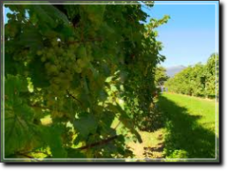 vigneti di prosecco