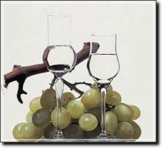vigneti di prosecco